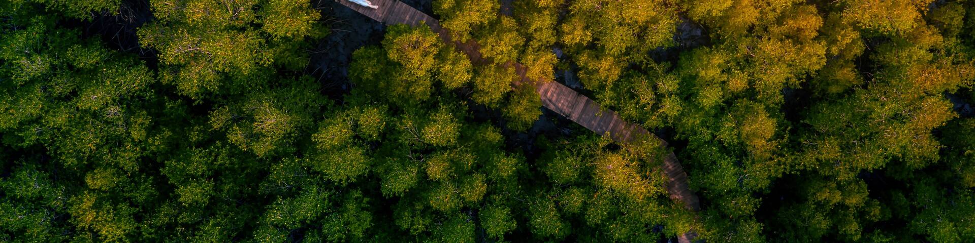 Asian woman sleep on Wooden Bridge with mangrove tree in Tung Prong Thong, Spurred Forest Klaeng at Prasae, Rayong province, Thailand.