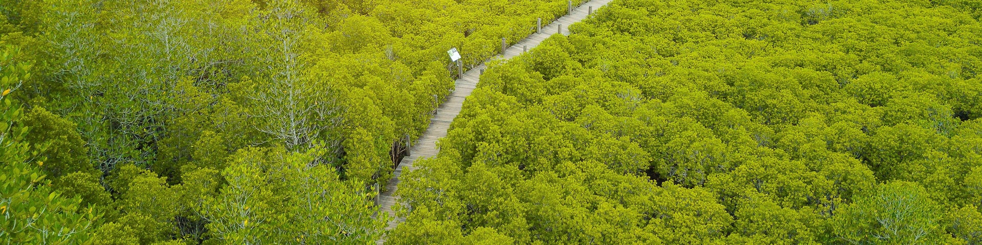 Mangroves inTung Prong Thong or Golden Mangrove Field at Estuary Pra Sae, Rayong, Thailand
