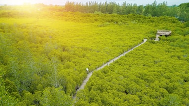 Mangroves inTung Prong Thong or Golden Mangrove Field at Estuary Pra Sae, Rayong, Thailand