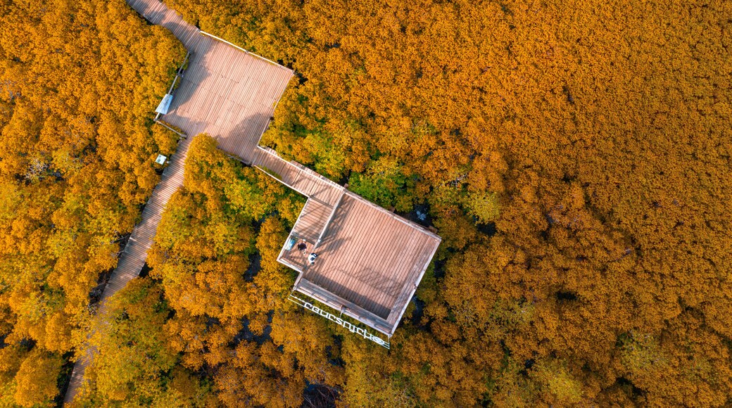 Wooden Bridge with mangrove tree in Tung Prong Thong, Spurred Mangrove or Indian Mangrove forest at Nature Preserve and Forest Klaeng at Prasae, Rayong province, Thailand.
