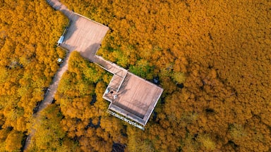 Wooden Bridge with mangrove tree in Tung Prong Thong, Spurred Mangrove or Indian Mangrove forest at Nature Preserve and Forest Klaeng at Prasae, Rayong province, Thailand.