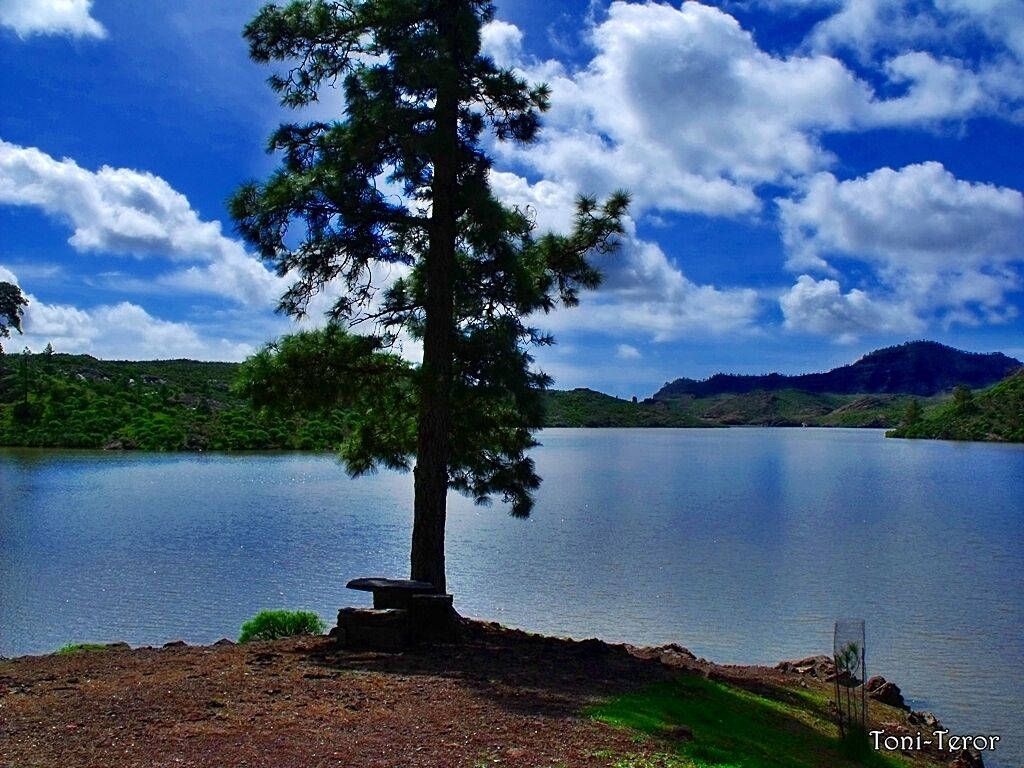 Un lago tranquilo con un pino destacado en primer plano y un banco de piedra.