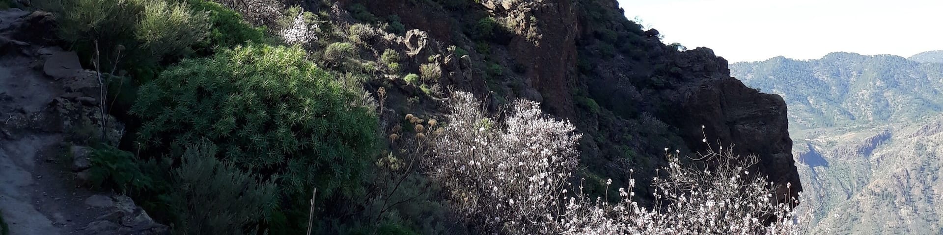 Roque Bentayga during almondblossoms.