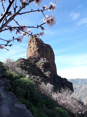 Roque Bentayga during almondblossoms.