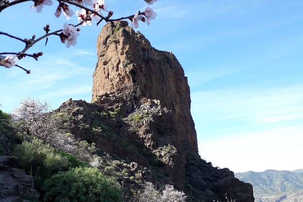 Roque Bentayga during almondblossoms.