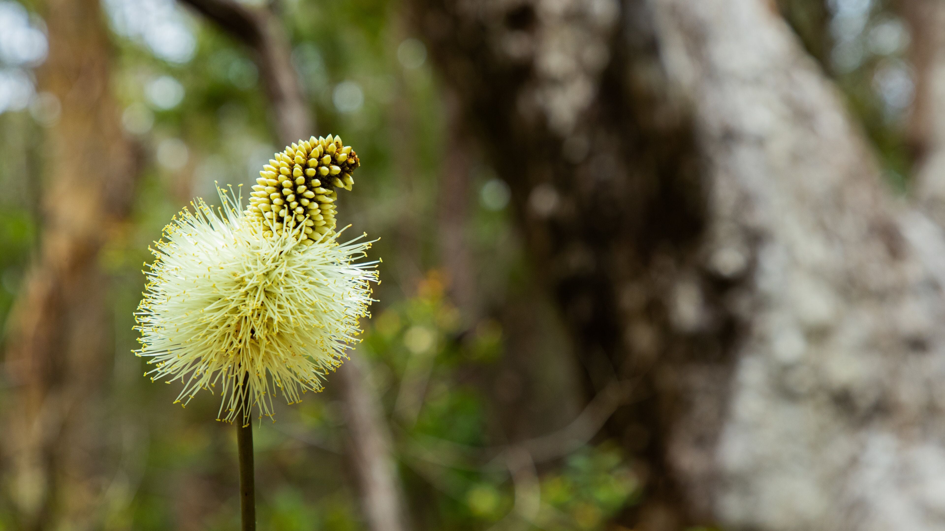 Great Sandy National Park showing wildflowers
