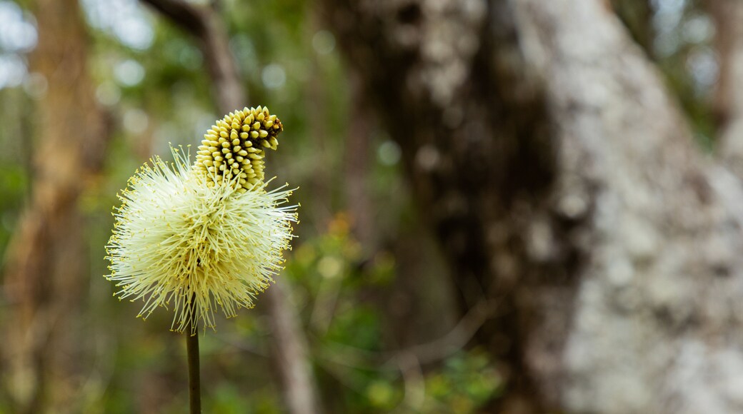 Great Sandy National Park showing wildflowers