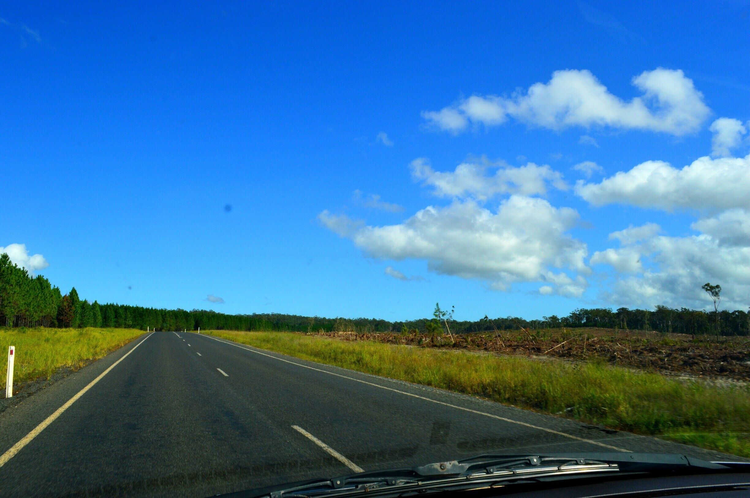 On the road out of Rainbow Beach heading towards Seventeen Seventy, forestry is big business.  Left side trees, right side, tree removal.     