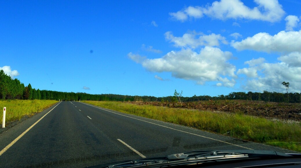 On the road out of Rainbow Beach heading towards Seventeen Seventy, forestry is big business. Left side trees, right side, tree removal.
