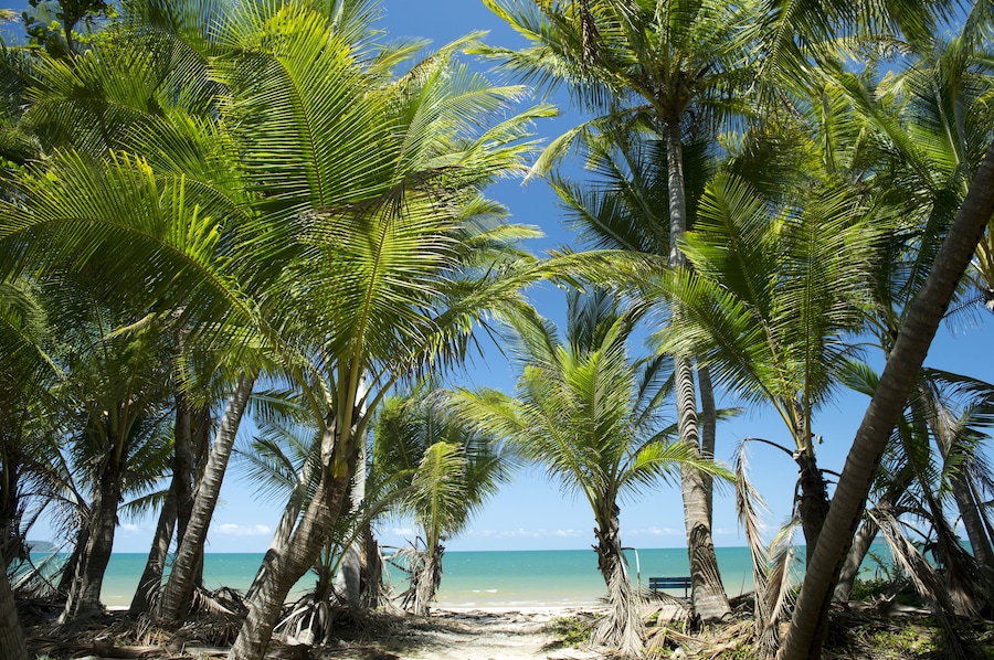 Una playa con palmeras y un cielo azul despejado.