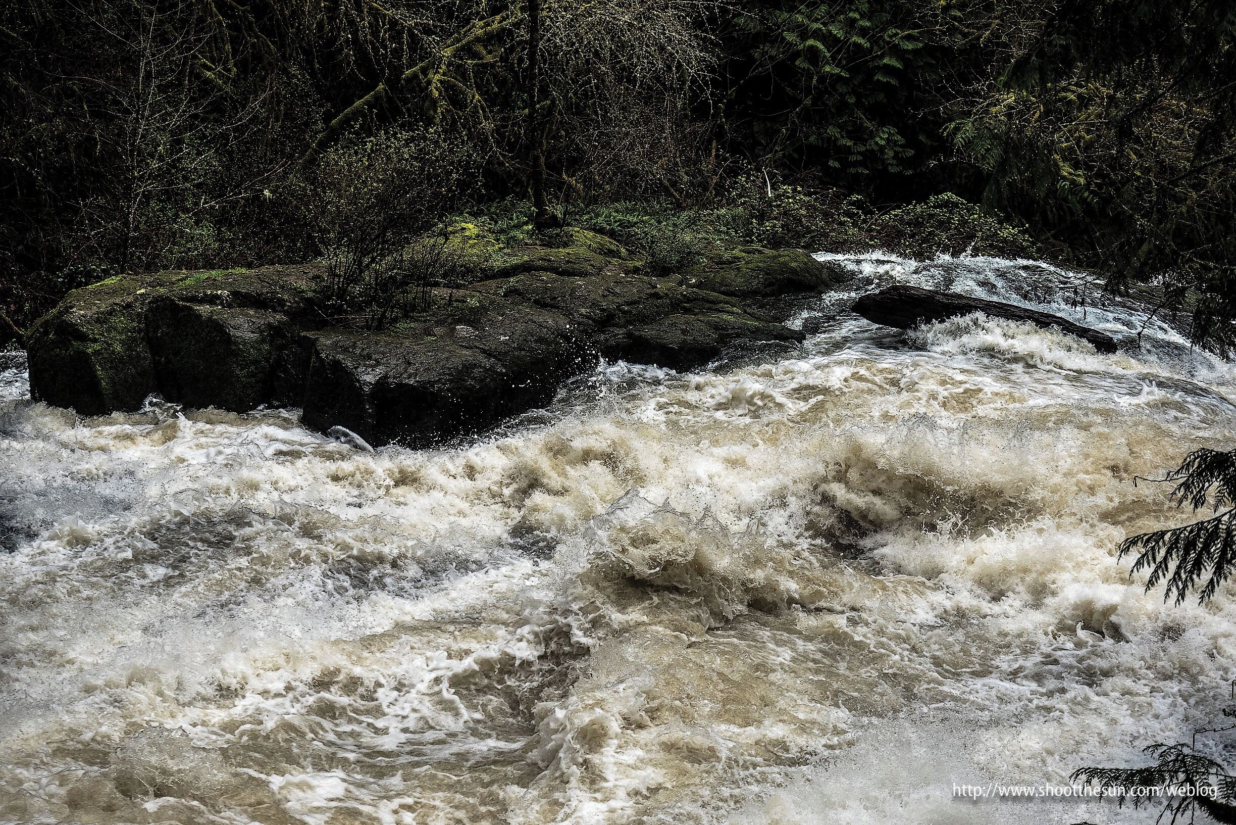 The fall, and winter, and soon to be spring rains have left the local waterways near overflowing in every part of the region.  This is a section of a creek -- that's right,   lil' ol' Lacamas Creek -- turned into a raging torrent by an incessant parade of storms, squalls and bands of showers lumbering their way across the countryside.