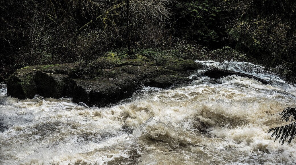 The fall, and winter, and soon to be spring rains have left the local waterways near overflowing in every part of the region. This is a section of a creek -- that's right, lil' ol' Lacamas Creek -- turned into a raging torrent by an incessant parade of storms, squalls and bands of showers lumbering their way across the countryside.