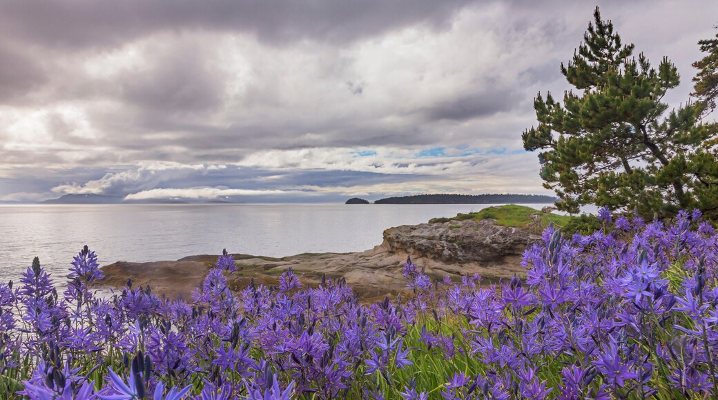 EYAPA4 Camas blossoms, Washington, San Juan Islands, Sucia Island