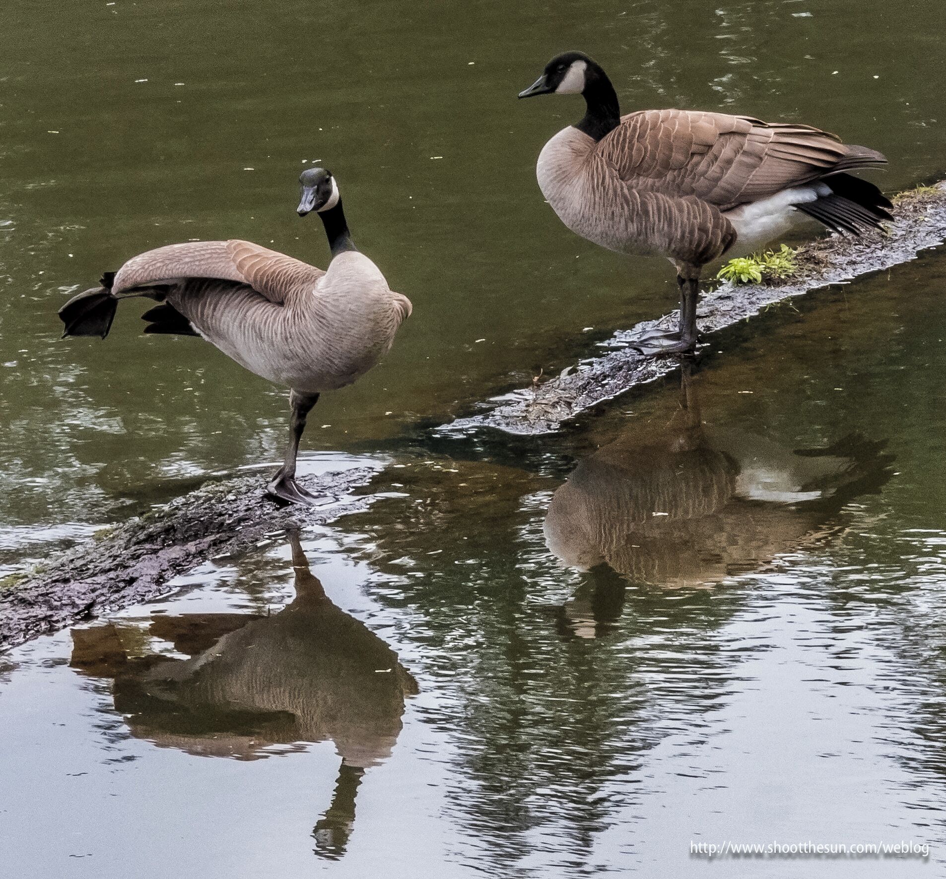 Geese have a reputation for silliness that is not always that well-deserved.
And yet...