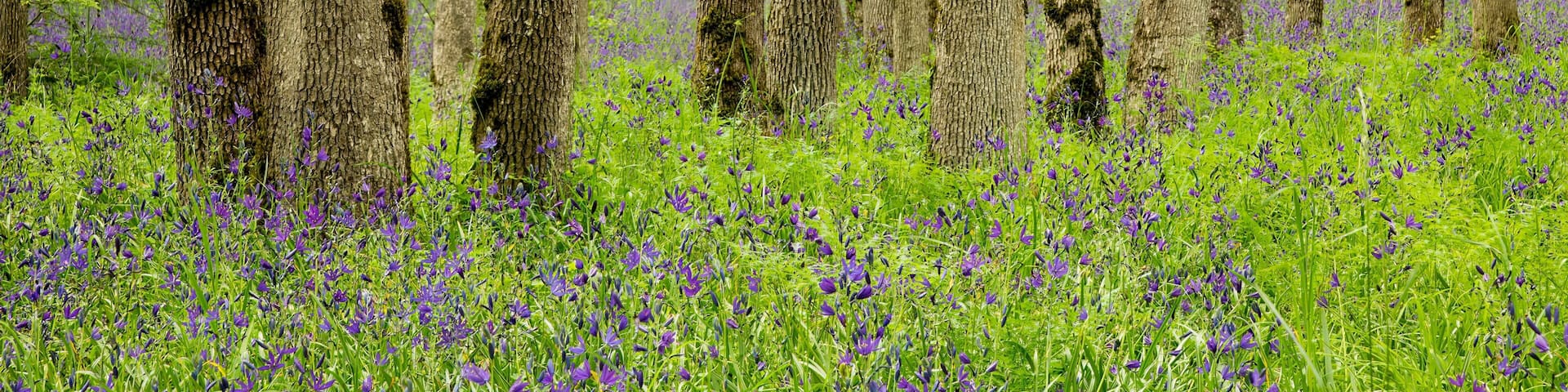 Oak tree forest and camas flowers in Bush park, Salem, Oregon