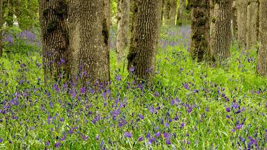 Oak tree forest and camas flowers in Bush park, Salem, Oregon