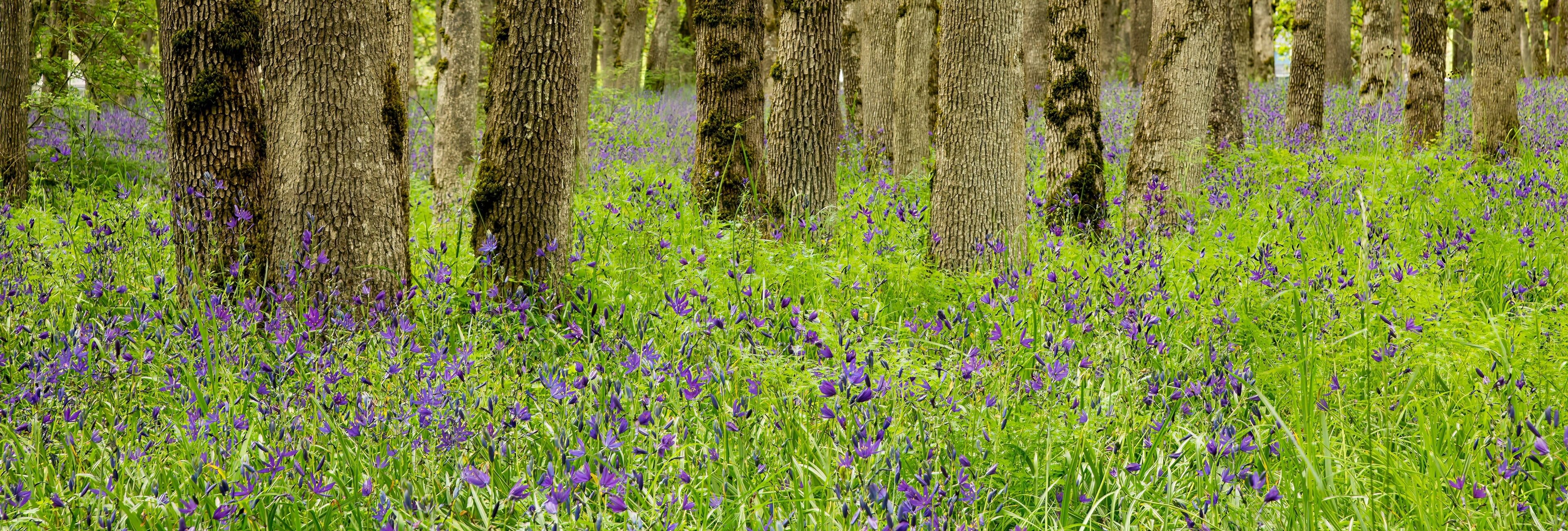 A forest with tall trees and a field of purple flowers.