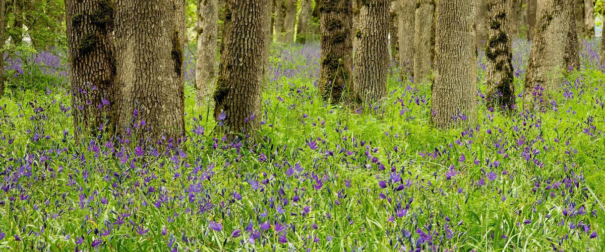 A forest with tall trees and a field of purple flowers.
