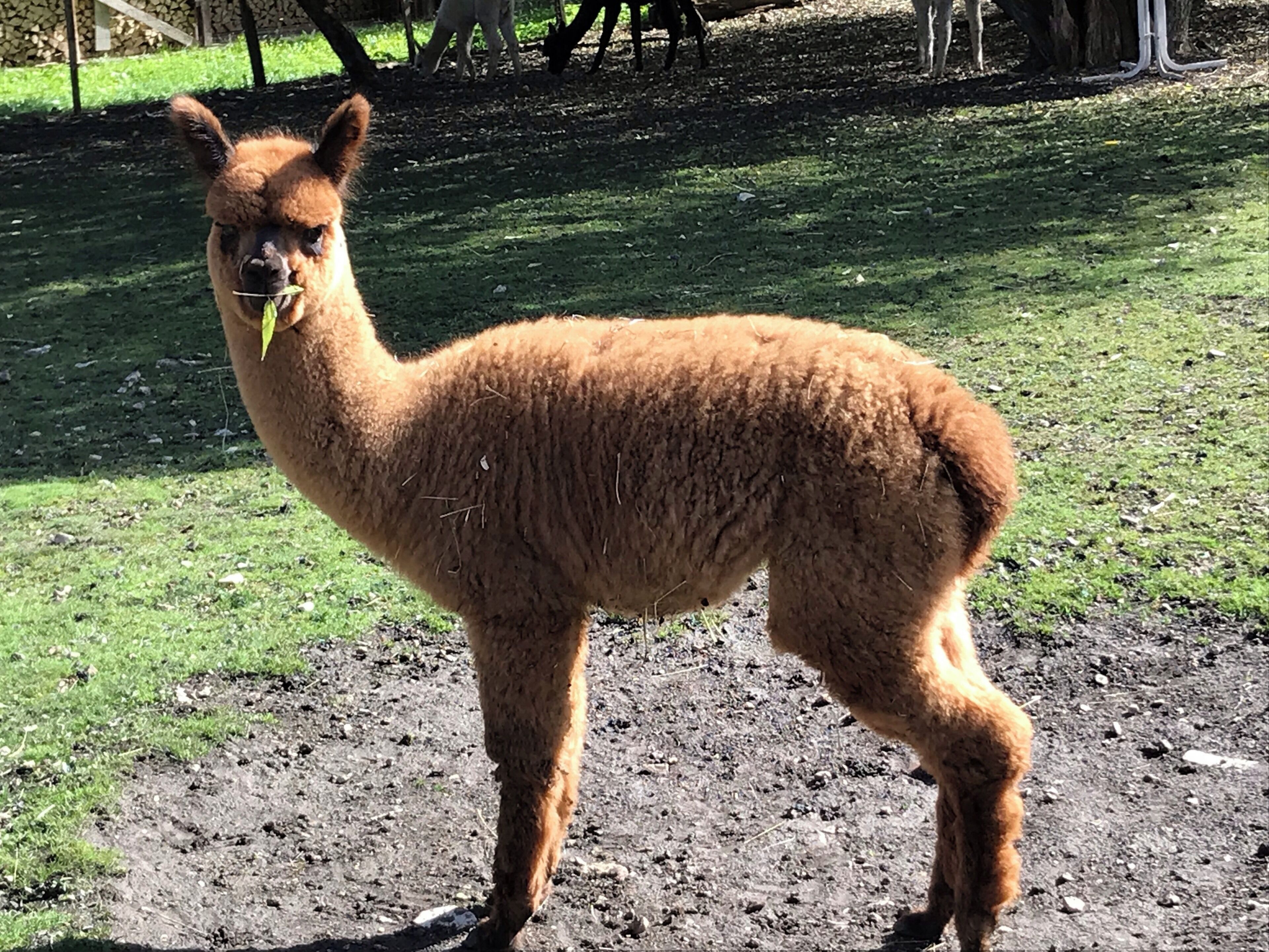 Beautiful Alpaca