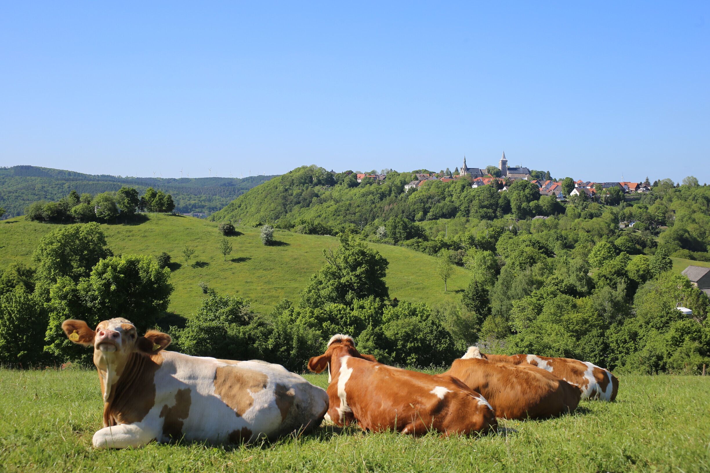 Cows resting in a lush green field with a village and church in the background.