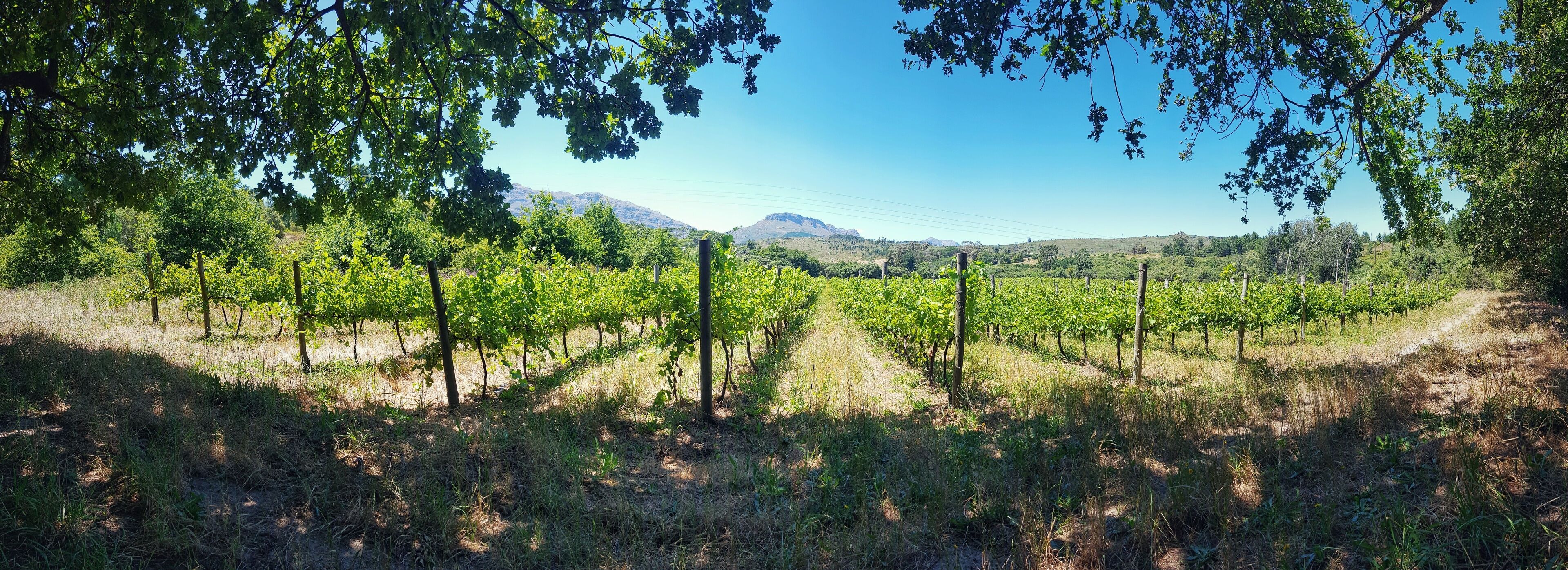 Wine estate upland in Wellington, South Africa