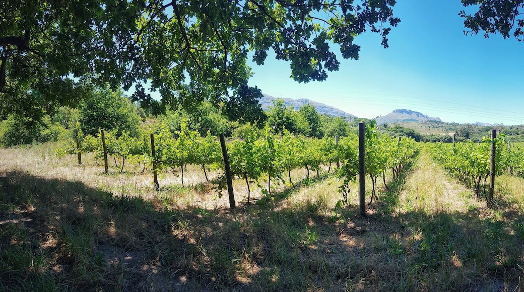 Wine estate upland in Wellington, South Africa