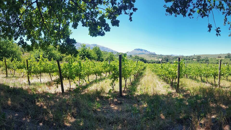 A vineyard with rows of grapevines, trees, and a mountainous landscape in the background.