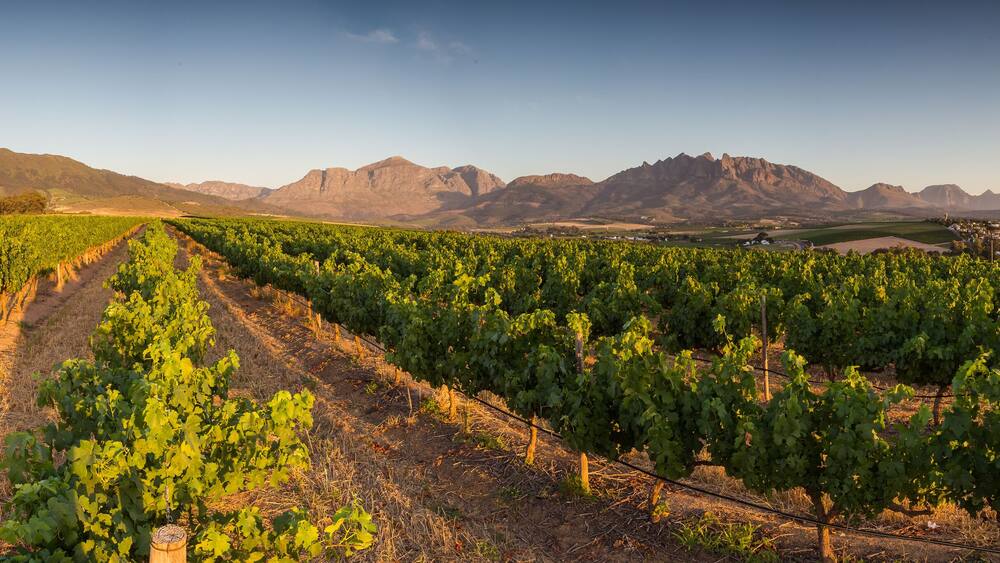 Vast vineyard rows in Wellington, South Africa, framed by a mountainous horizon under a clear blue sky, showcasing the region's wine-producing landscape.