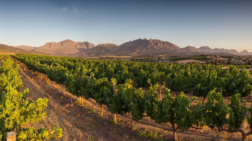 Vast vineyard rows in Wellington, South Africa, framed by a mountainous horizon under a clear blue sky, showcasing the region's wine-producing landscape.