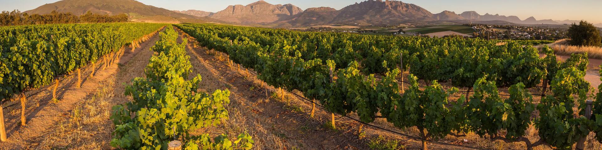 Vast vineyard rows in Wellington, South Africa, framed by a mountainous horizon under a clear blue sky, showcasing the region's wine-producing landscape.