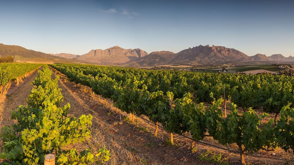 A vineyard with rows of grapevines and a mountain range in the background.