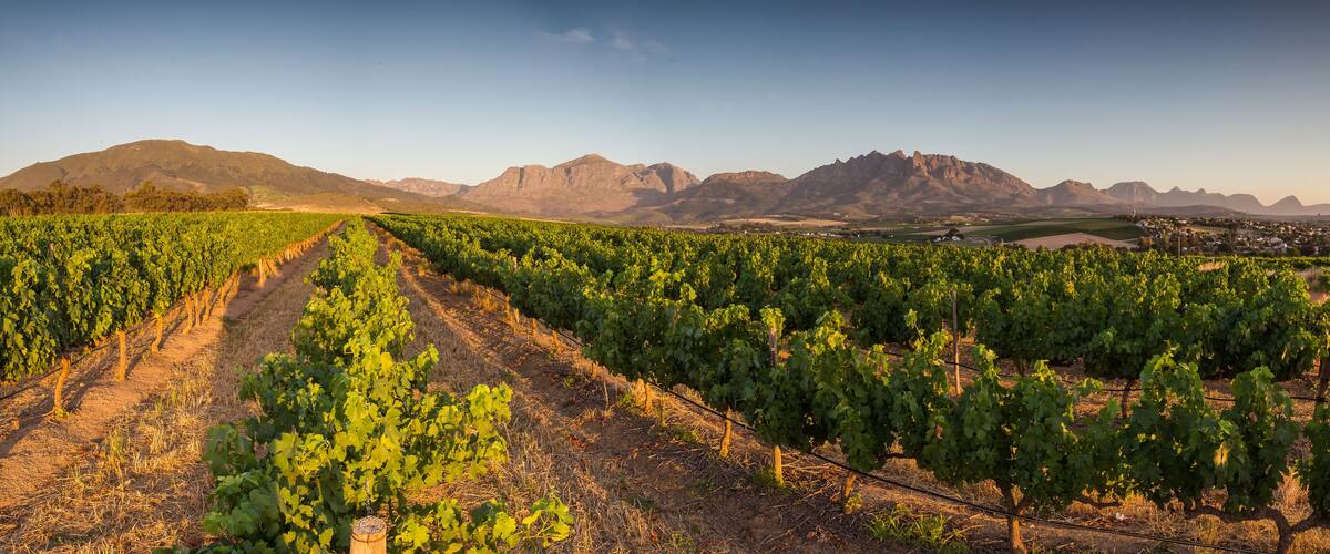A vineyard with rows of grapevines and a mountain range in the background.
