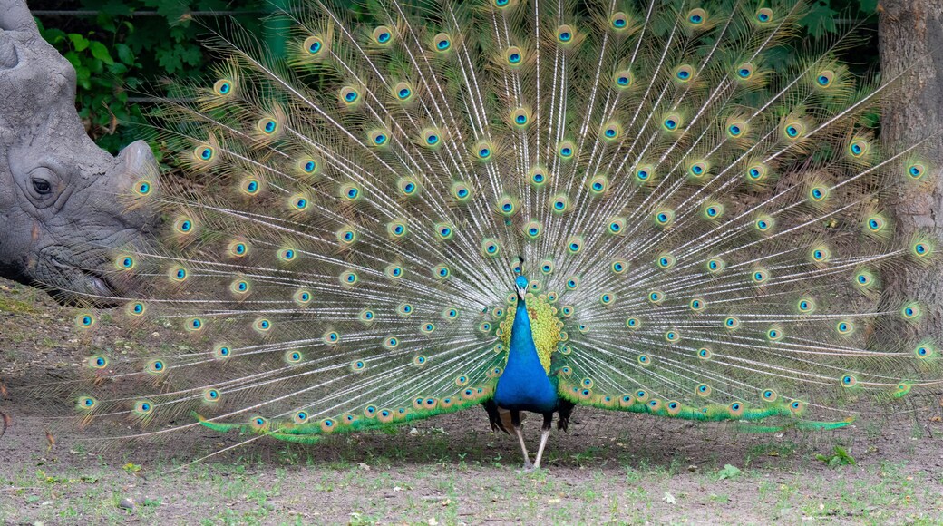 Amazing view of a peacock seen by Nyiregyhaza Zoo, in Hungary