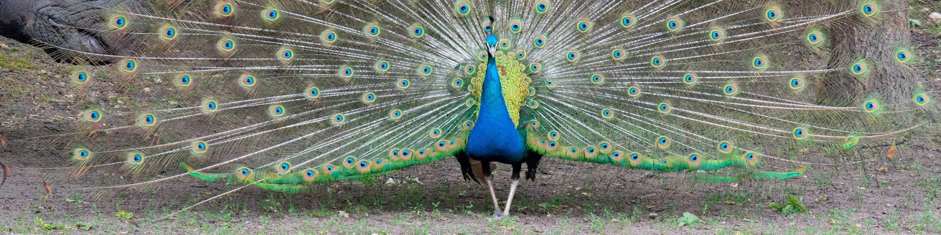 Amazing view of a peacock seen by Nyiregyhaza Zoo, in Hungary