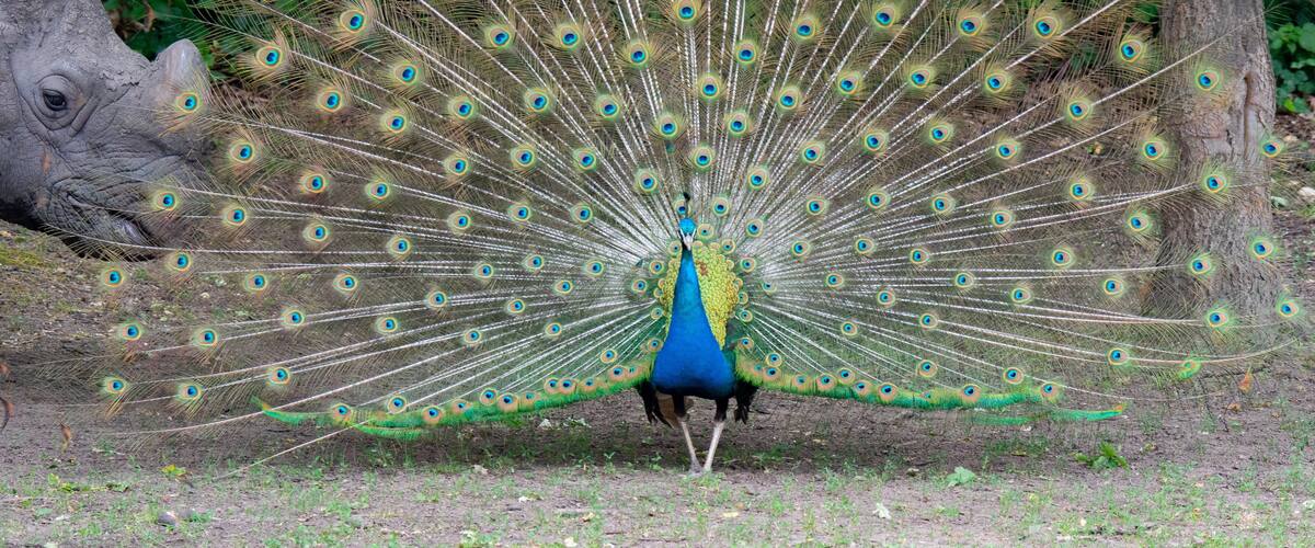 A peacock with its tail feathers fanned out, displaying eye-like patterns.