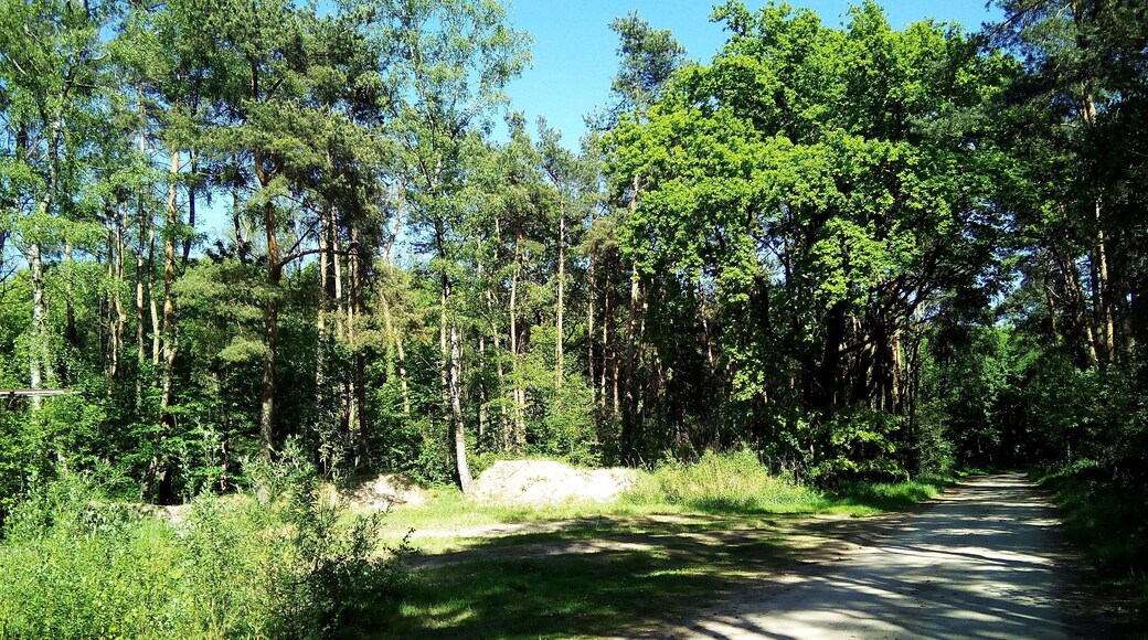 Emsradweg zw. Elte und Emsetten. Das Foto zeigt eine unberührte Natur. Einziger Hinweis auf menschl. eingreifen ist der Weg. Das Foto wirkt beruhigend. Landschaftsschutzgebiet „Elter Sand“ in Rheine