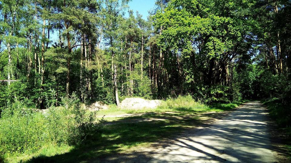 A forested dirt road surrounded by tall trees and greenery.