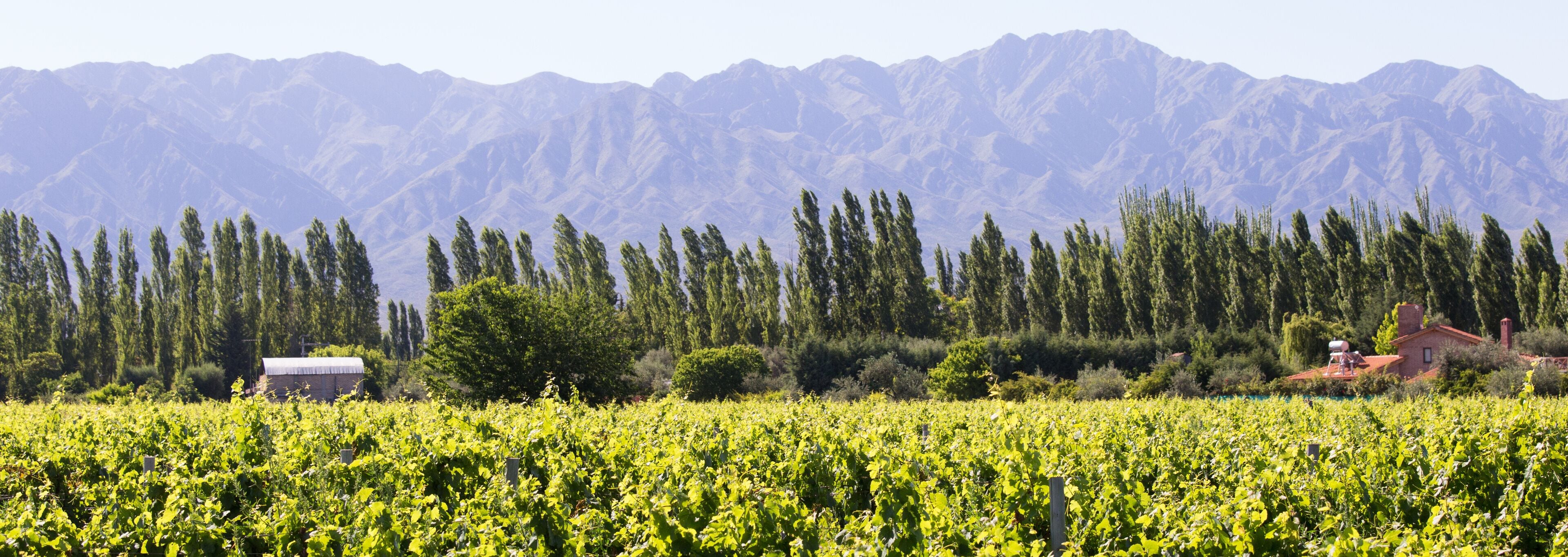Viñedo con hileras de vides, un edificio de techo rojo y un telón de fondo de altos árboles perennes y montañas.