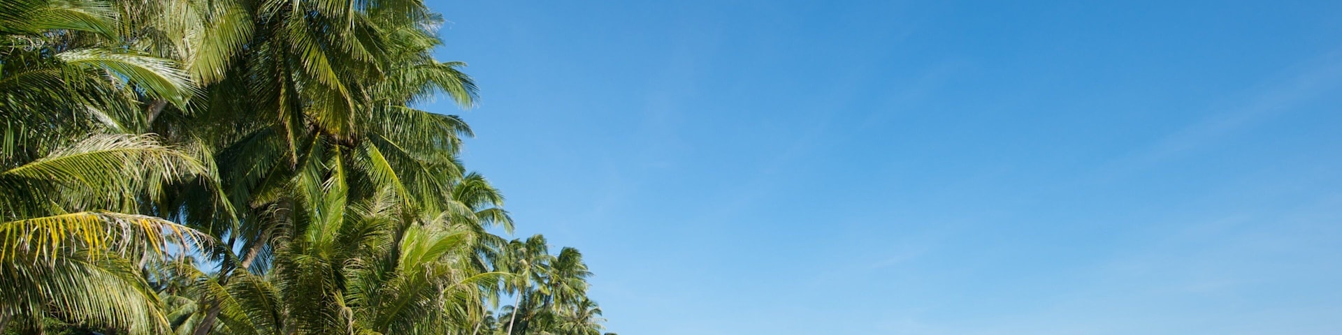 A tropical beach with palm trees, a sandy shore, and clear blue water.