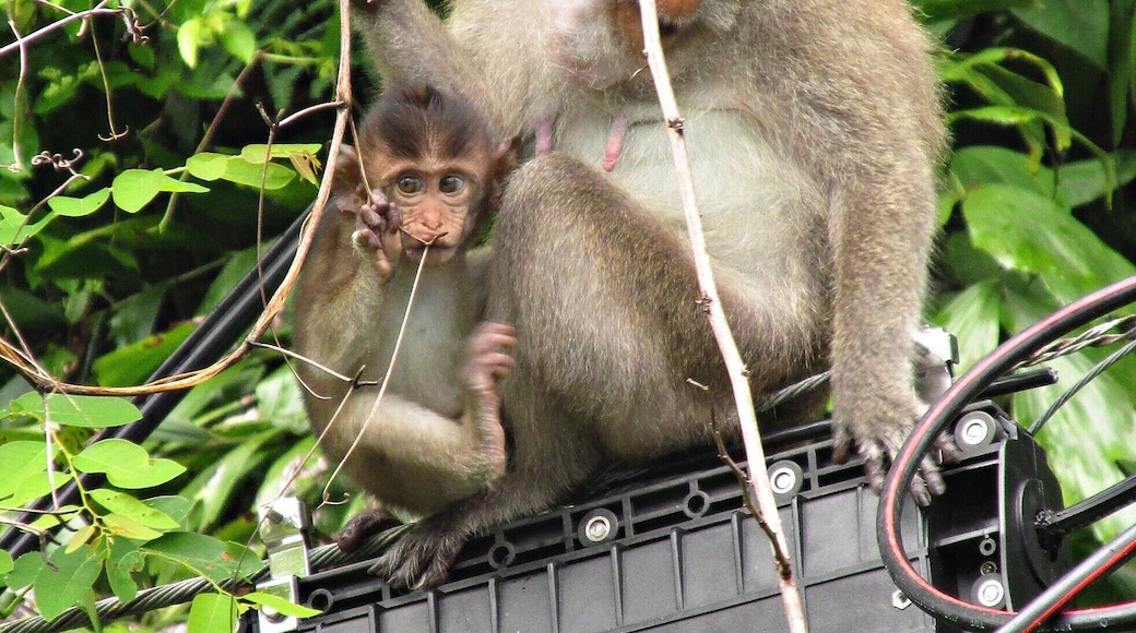 It's a ten minute walk from the village of Lonely Beach to the actual beach, and it's where the jungle meets the road. The power lines here are often filled with macaques at play and looking for easy food.
#thailand #kohchang #captivatingcreatures