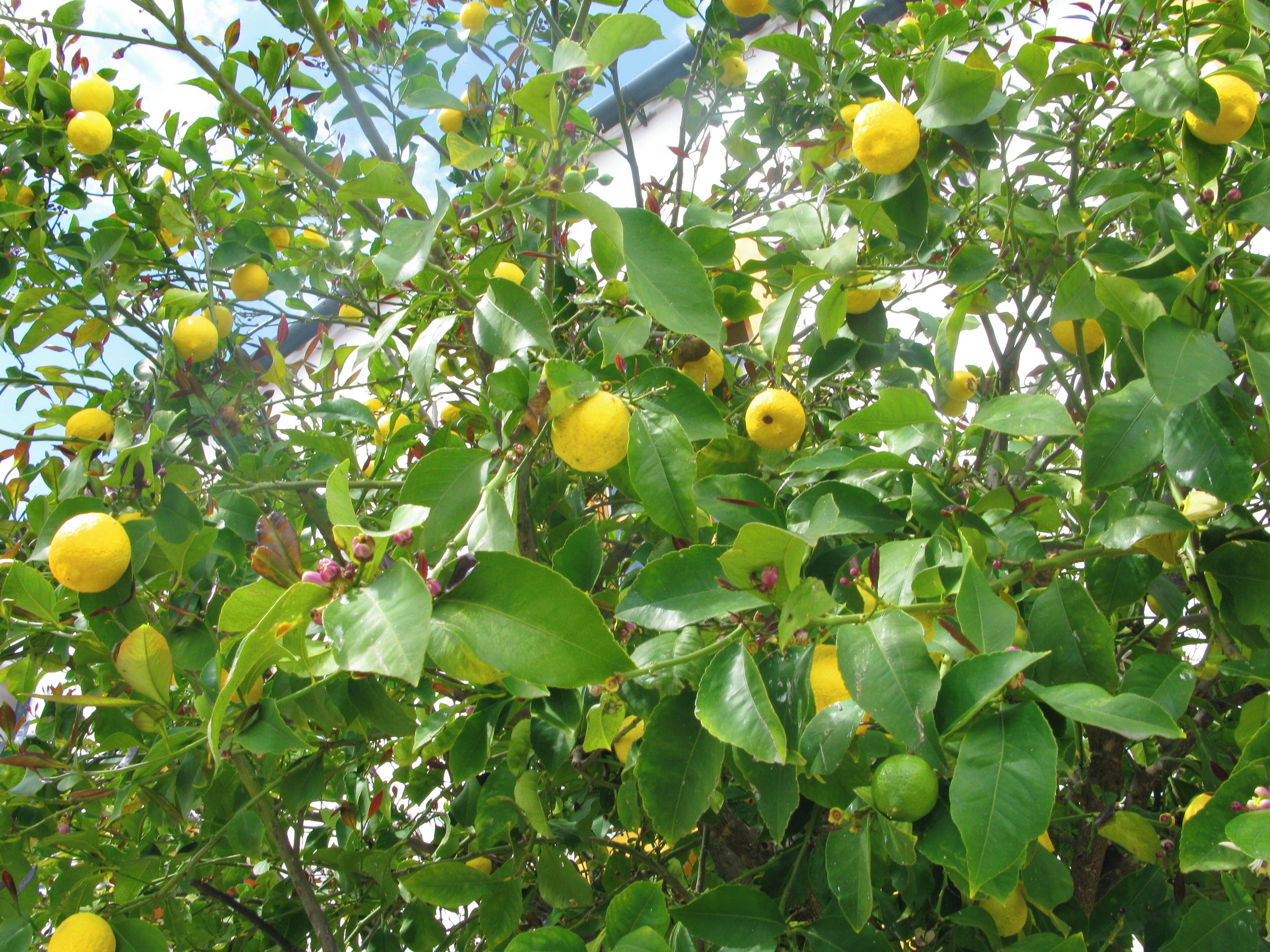 Lemin Tree outside Las Golondrinas