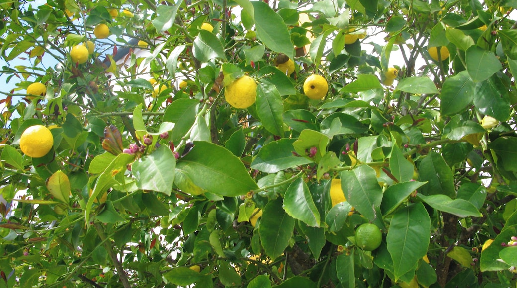 Lemin Tree outside Las Golondrinas