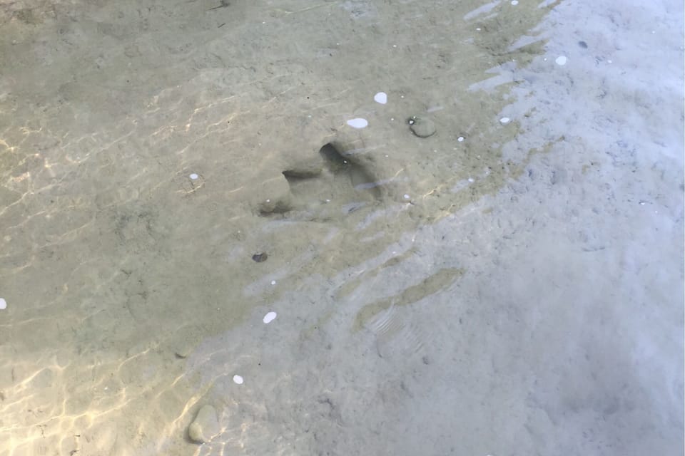 A sandy beach with footprints and small white shells.