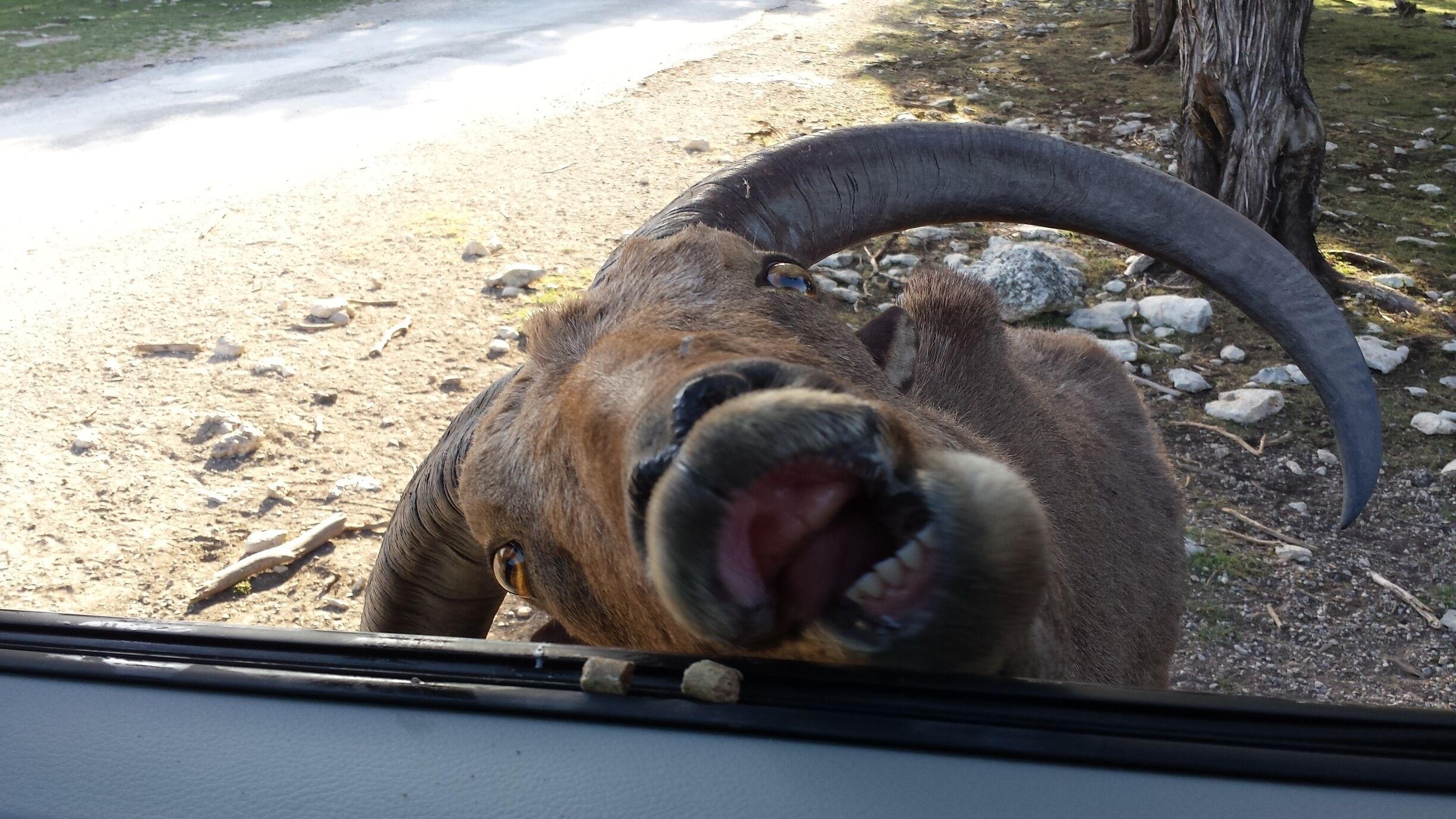 This photo gives you an idea of how close they come to you.   
