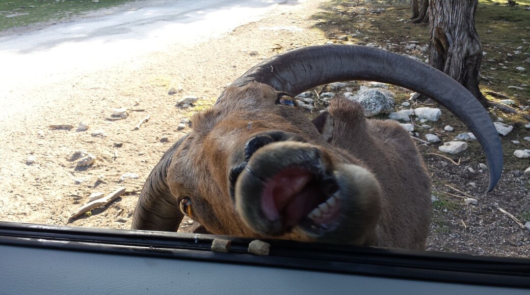 This photo gives you an idea of how close they come to you.