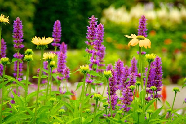 Botanischer Garten mit einem Garten und Blumen