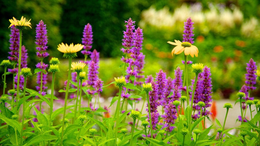 Toronto Botanical Garden featuring a garden and flowers