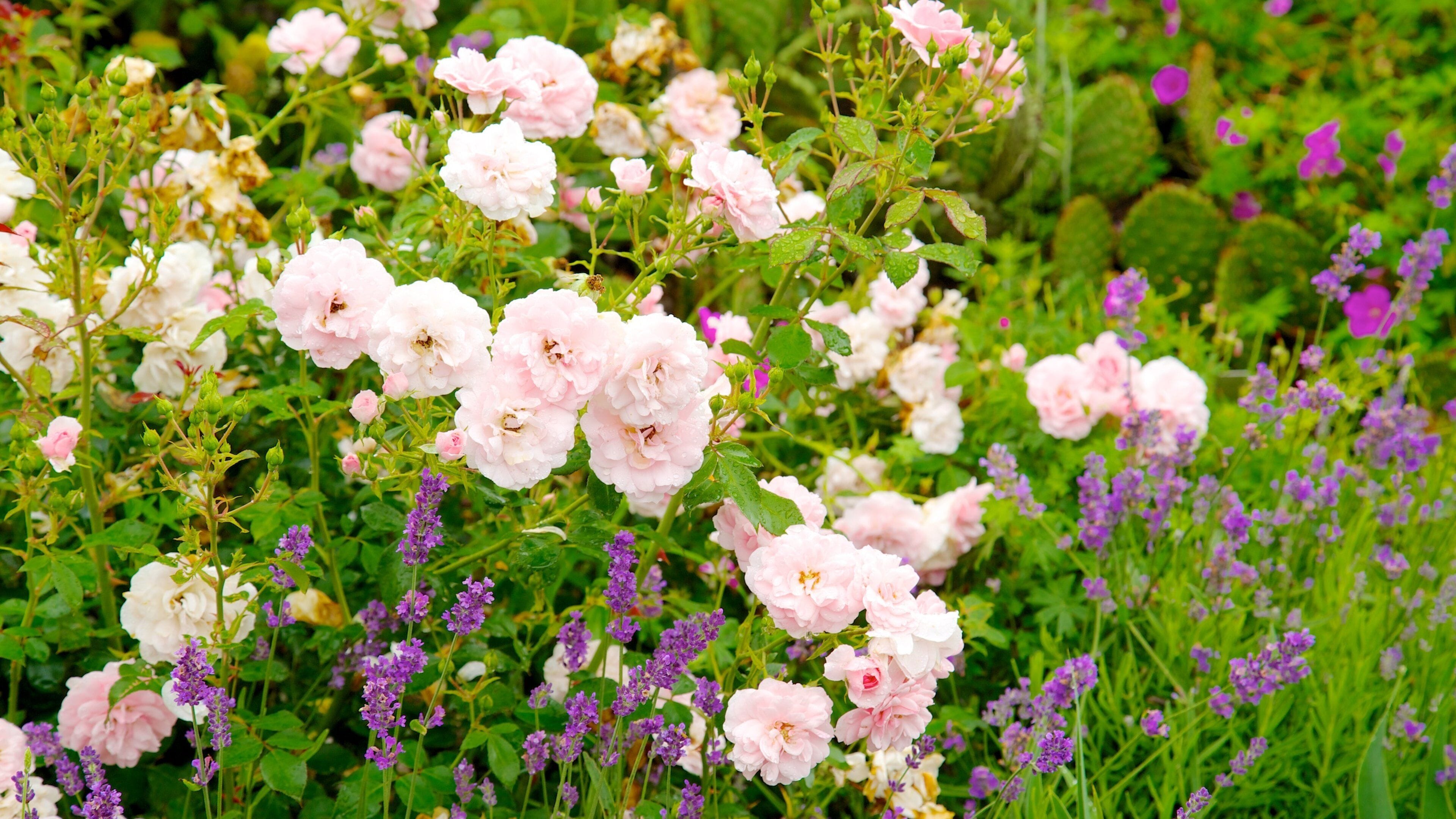Des roses roses et blanches dans un jardin où poussent des fleurs violettes.