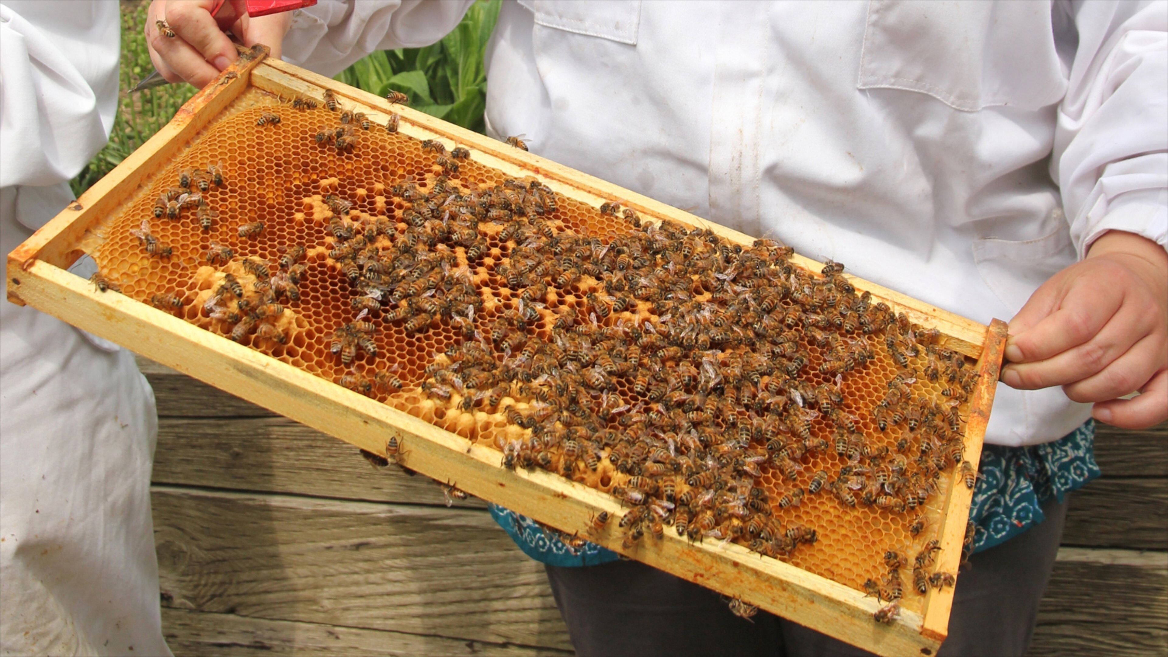 Toronto Botanical Garden which includes animals