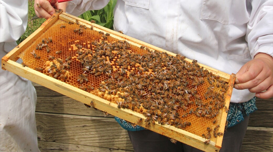 Toronto Botanical Garden which includes animals